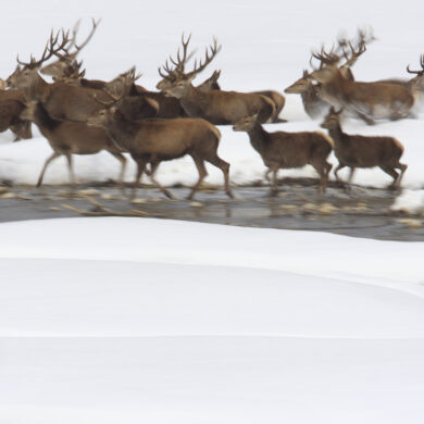 cervi in corsa sulla neve - parco nazionale d'Abruzzo, Lazio, Molise
